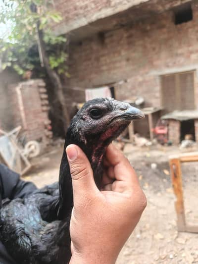 Pure Dragon female healthy and active egg laying