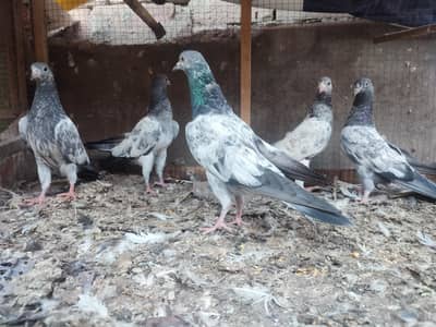 0304 8420793 direct contact number