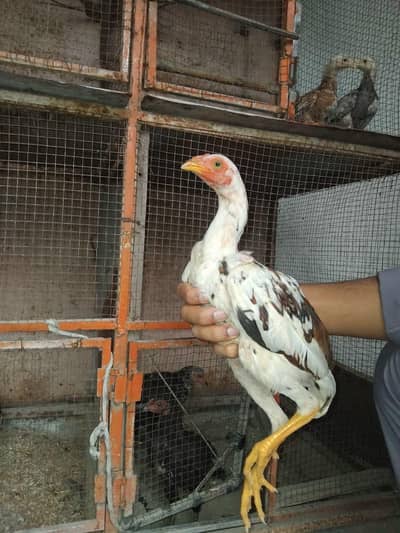 Aseel males for sale