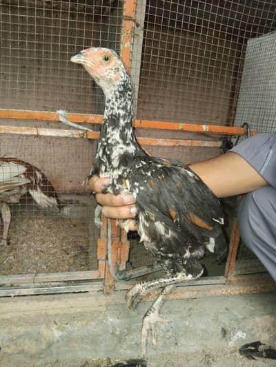 Aseel males for sale