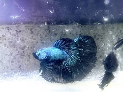 Beautiful high class full moon betta for sell