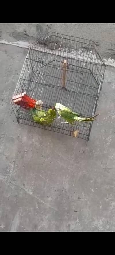 mitho pair with cage