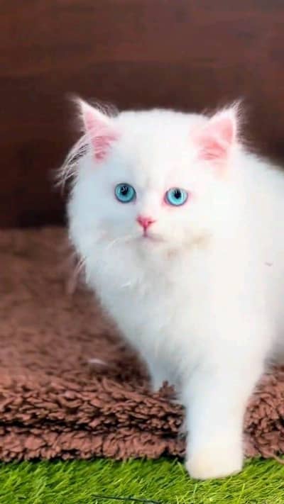 Persian cat for sale bule eyes