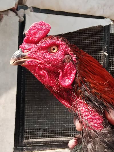 Thai Male | Thai Breader | Thai Back Footer