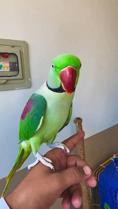 kashmiri raw parrot full train voice repeated