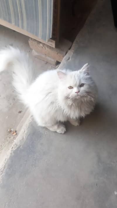 urgent sale long cot persian