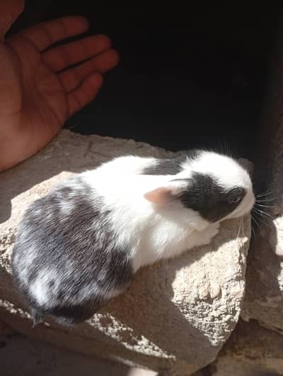 Rabbit black and white 03192318304 Muhammad Umer