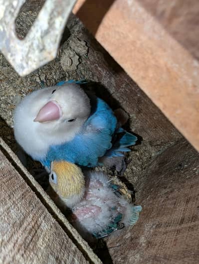 PARBLUE Opaline Split Pale fellow