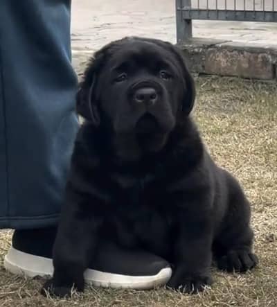 Labrador puppies 03111968618