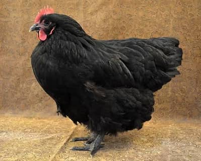 RIR AND ASTERLOB HEN FOR SALE