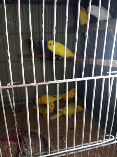 lutino Bajri parrot patte  for Sale – Healthy & Active