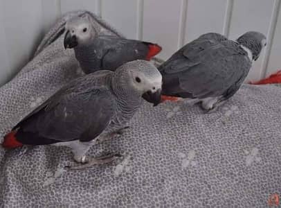 African grey parrot chicks for sale 03714174379