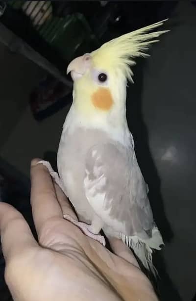 Hand Tamed Cocktails