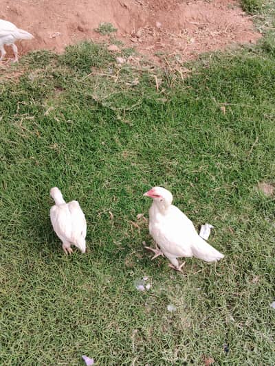 aaeel Heera pepper white high quality healthy and active chicks