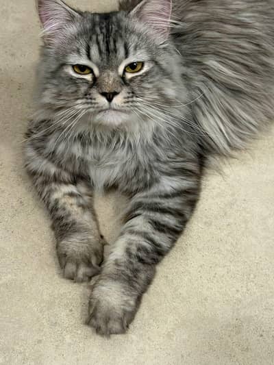 Persian tomcat neutered