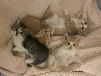 Mixed persian breed kittens