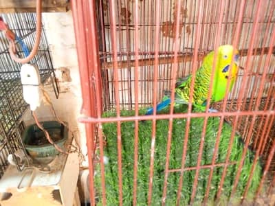 Australian breeder pair