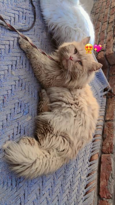 Persian pair available for sale