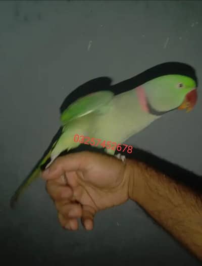 Kashmiri raw parrot for sale