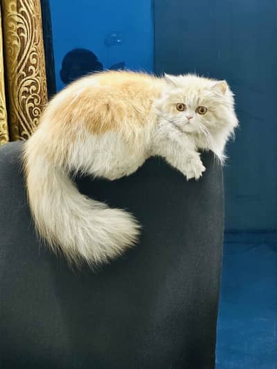 Himalayan Fawn female cat (for adoption)