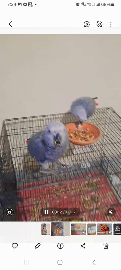 African grey tame pair