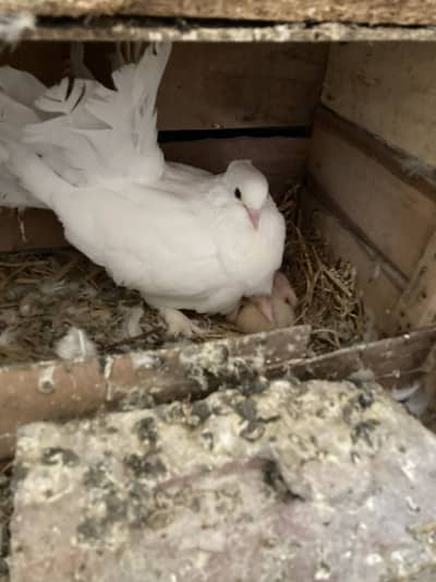 Fancy Home Fantail Breeder Pair