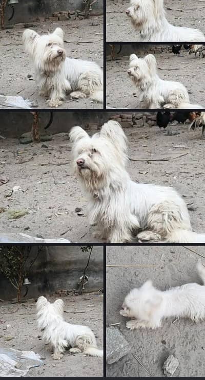 Female American Poodle Dog