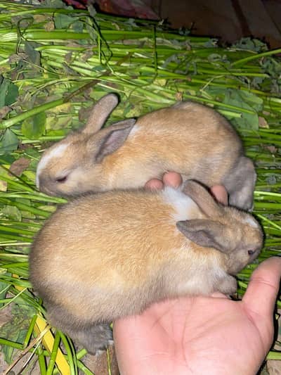 Rabbit Bunny/ Rabbit Bunny with Mother