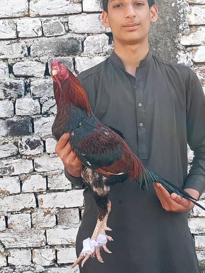 miyawali aseel for sale