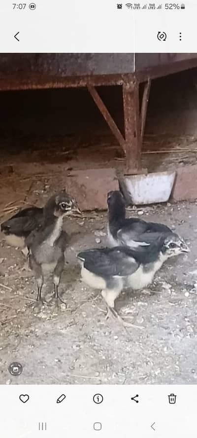 Thai Chick black  eyes   for sale