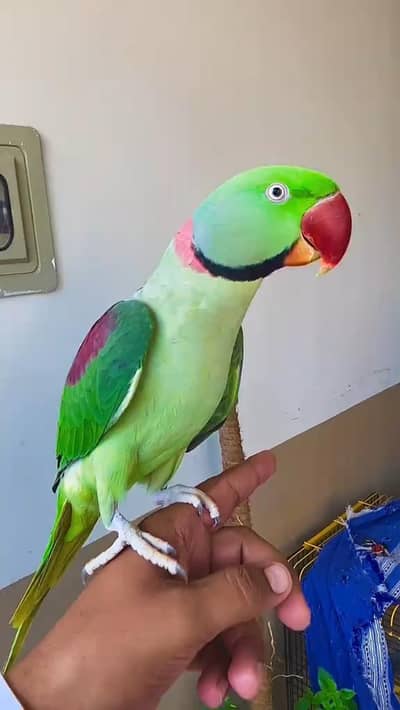 kashmiri parrot