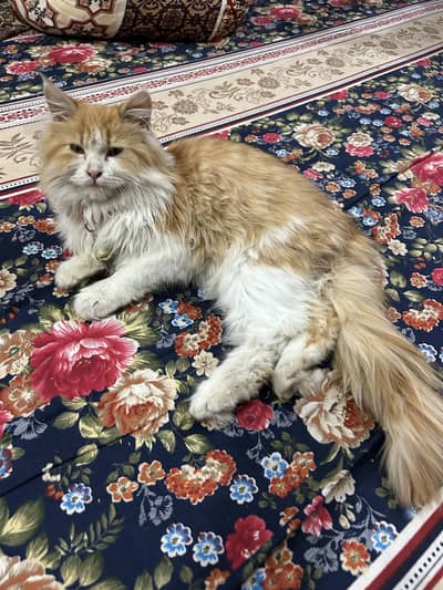 Tripple coat cat male urgent for sale