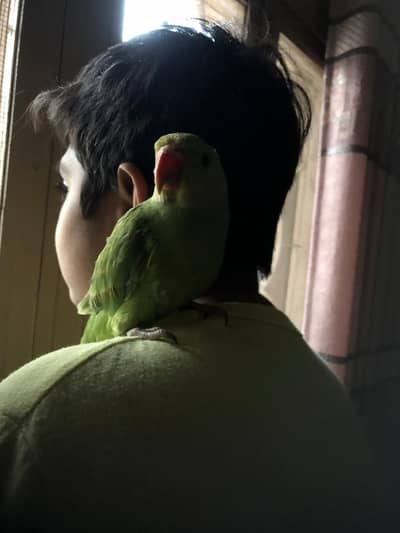 Full friendly Ringneck