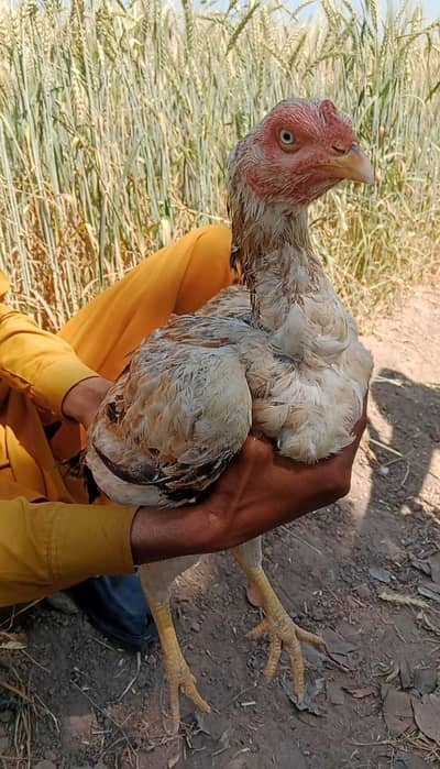 Aseel murgi WhatsApp 0320-7661506