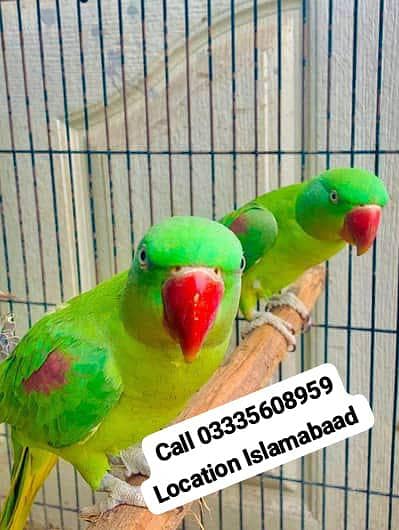 Pair Friendly Kashmiri Raw Parrots Male/Female Jumbo Size