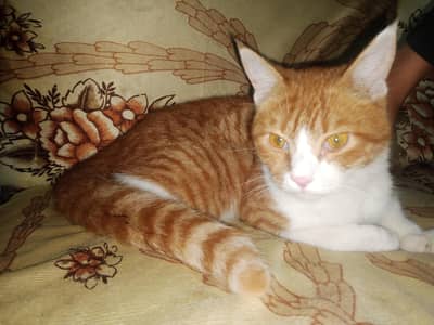 Golden male 03161328563