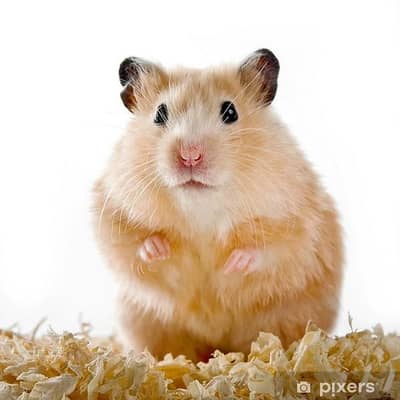 Hamster hi Hamster