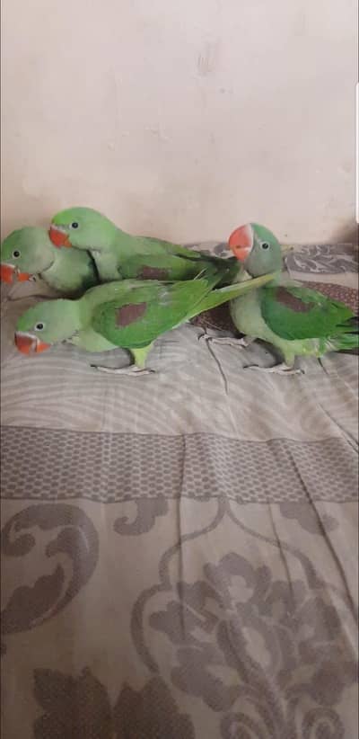 All birds chicks available
