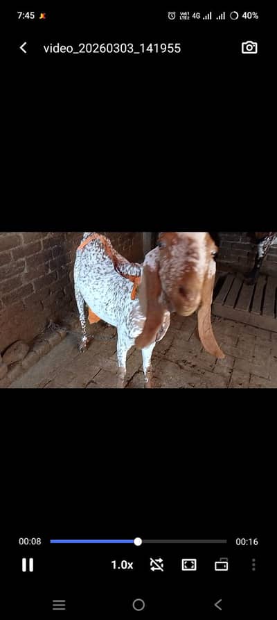 mekhni cheeni bakri for sale