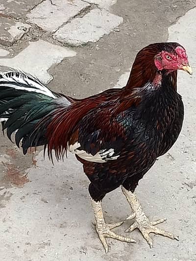 aseel pair 2 year old for sale arjnt