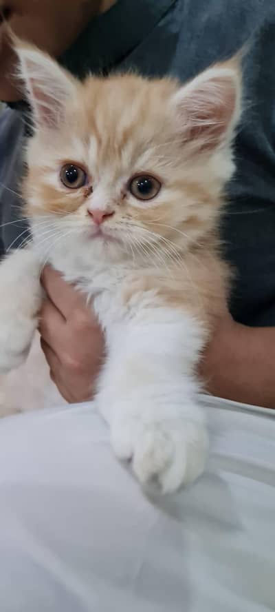 persain baby cat for sale