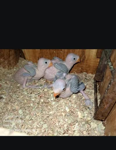 ring neck baby home breed.