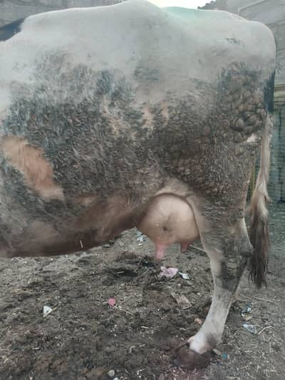 Vilyayati Doodh wali Gaye