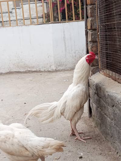 Heera Aseel fertile eggs