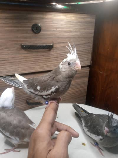 Hand tamed cocktails for sale