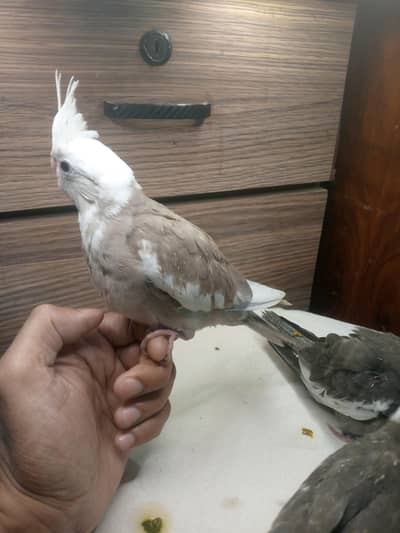 Hand tamed cocktails for sale