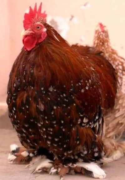 bantam and japnees chiks