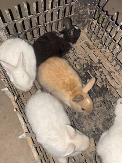 Rabbit Bunny/ Rabbit Bunny with Mother / New Zealand rabbit bunny