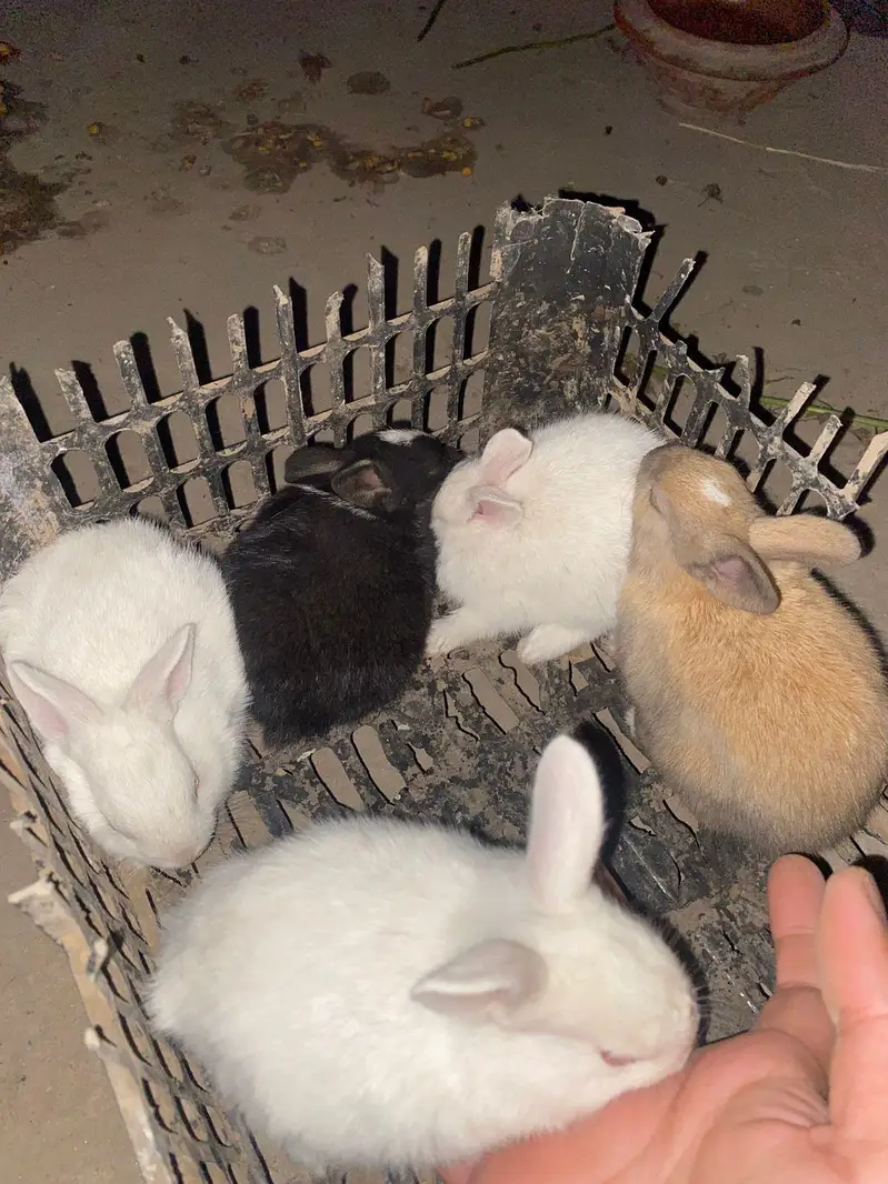 Newzeland white / offer dasi breader female 500 only — photo 10