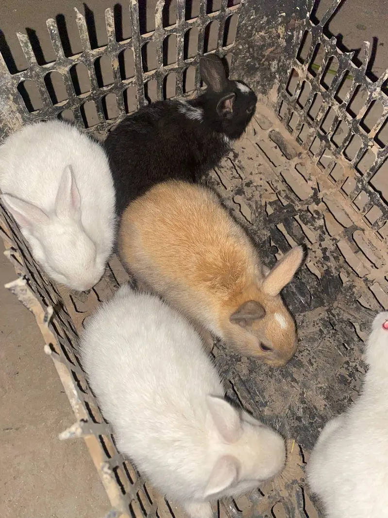 Newzeland white / offer dasi breader female 500 only — photo 11